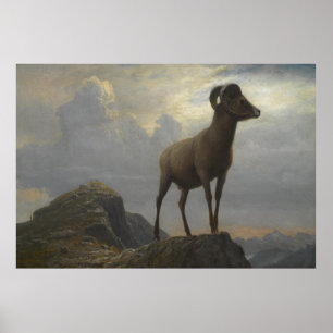 Studie av en Bighorn Ram av Albert Bierstadt Poster