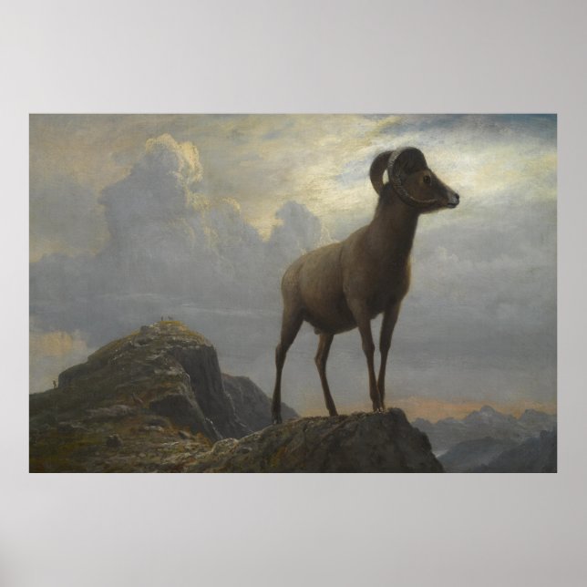 Studie av en Bighorn Ram av Albert Bierstadt Poster (Framsidan)