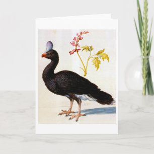 Studie av en helmeted Curassow, Arcimboldo Kort