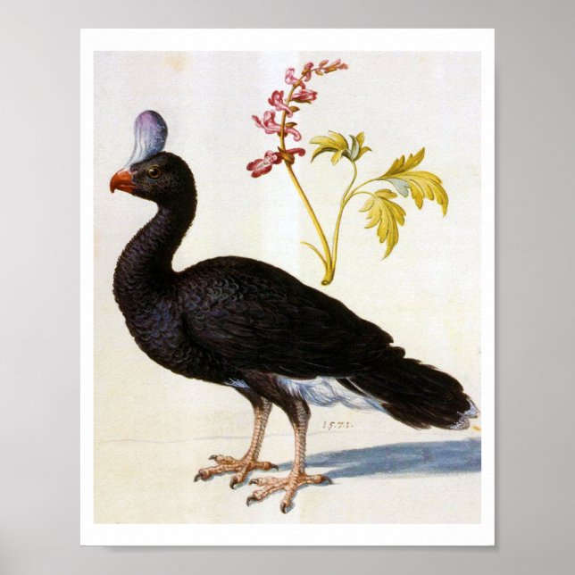 Studie av en helmeted Curassow, Arcimboldo Poster (Framsidan)