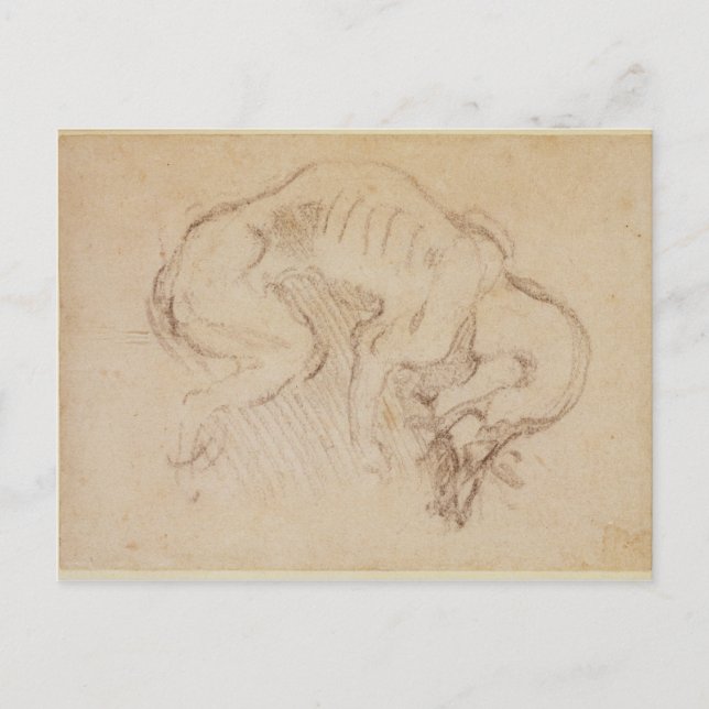 Studie av en hund vykort (Framsida)