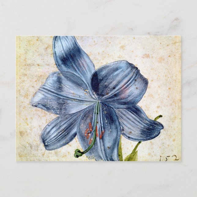 Studie av en lilja, 1526 vykort (Framsida)