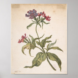 Studie av en röd catchfly av Herman Saftleven II Poster