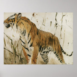 Studie av en tiger av Wilhelm Kuhnert Poster