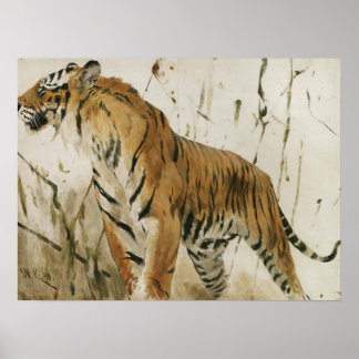Studie av en tiger av Wilhelm Kuhnert Poster