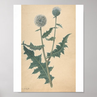 Studie av en tistel av James Sowerby Poster