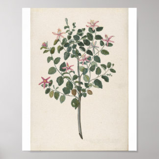 Studie av en växt med röd-lila blommor poster