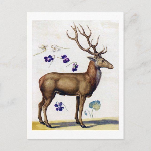 Studie av Hjort och blomma, Arcimboldo Vykort (Framsida)