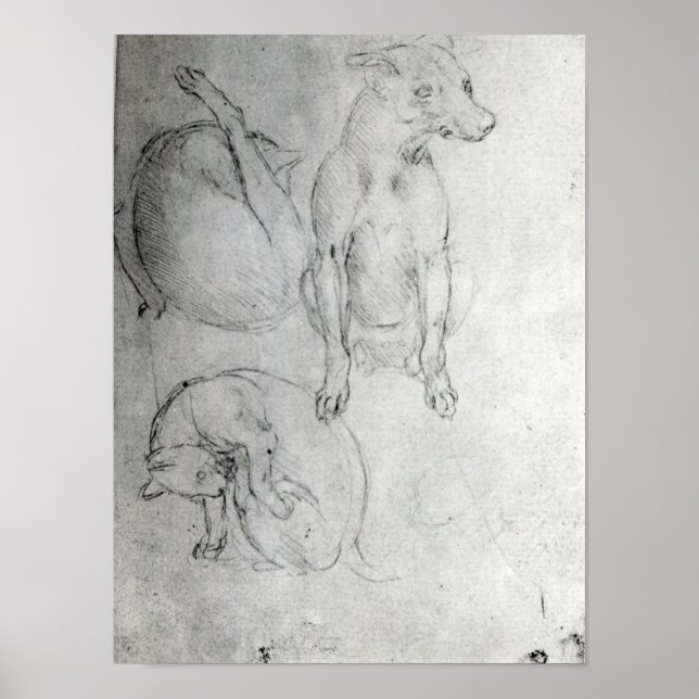 Studie av hund och katt, c.1480 poster (Framsidan)