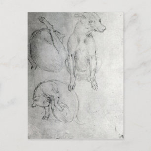 Studie av hund och katt, c.1480 vykort