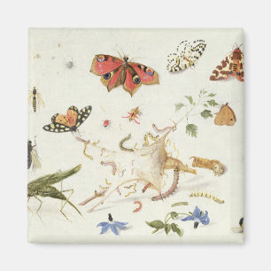 Studie av insekter och blommor magnet