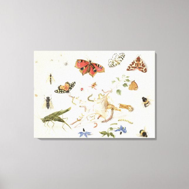Studie av Insektra och blommor Canvastryck (Framsida)