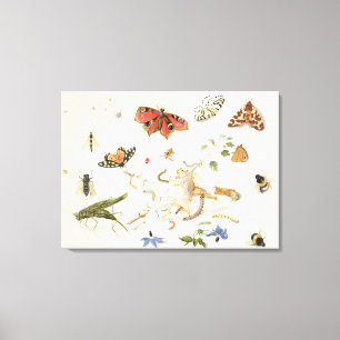 Studie av Insektra och blommor Canvastryck