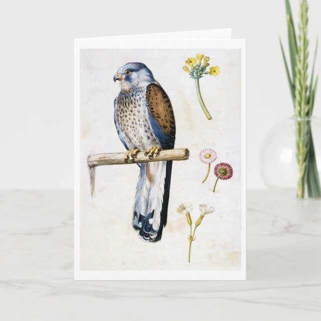 Studie av Lesser Kestrel och Flower, Arcimboldo Kort (Framsida)