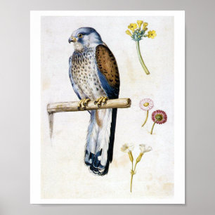 Studie av Lesser Kestrel och Flower, Arcimboldo Poster
