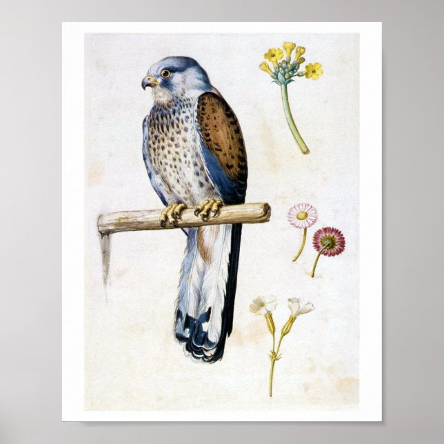 Studie av Lesser Kestrel och Flower, Arcimboldo Poster (Framsidan)