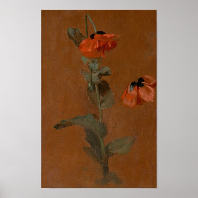 Studie av Poppies - James Inskipp Poster (Framsidan)