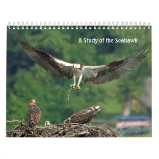 Studie av Seahawken Kalender