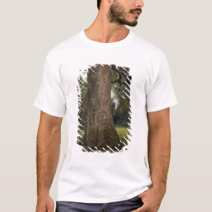 Studie av stammen av ett almträd, c.1821 (olja p t-shirt