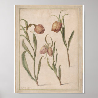 Studie av tre fritillaries av Herman Saftleven II Poster