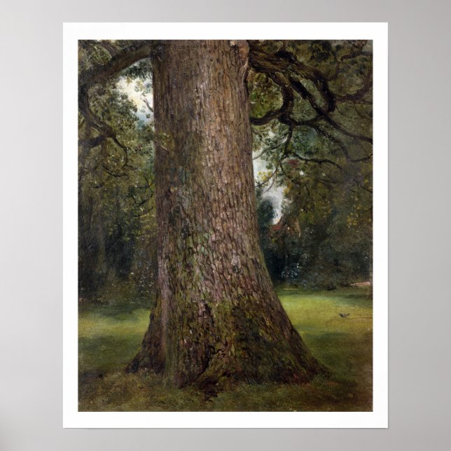 Studie av Trunk of an Elm Träd, c.1821 (oil on Poster (Framsidan)