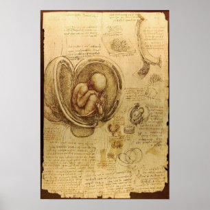 Studier av embryon poster