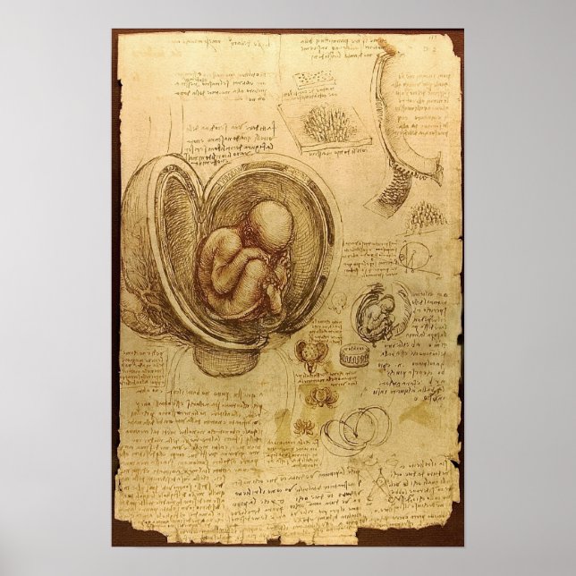 Studier av embryon poster (Framsidan)