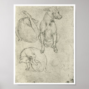 Studier av en hund och en katt, Leonardo Da Vinci Poster