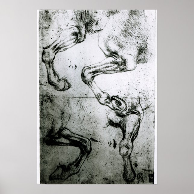 Studier av Horses ben Poster (Framsidan)