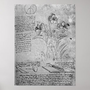 Studier av Violas Poster