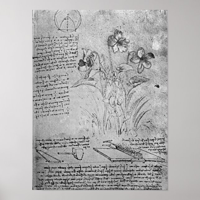 Studier av Violas Poster (Framsidan)