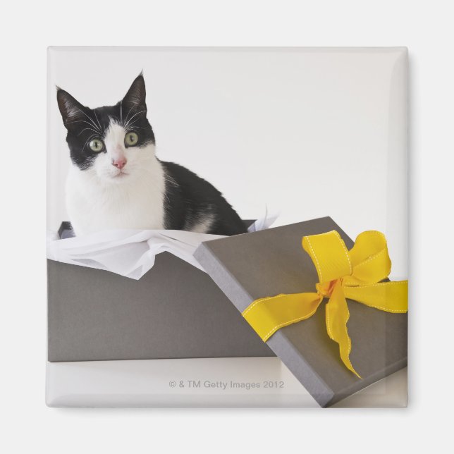 Studio-bild av svart och vit katt i presentlåda magnet (Framsidan)