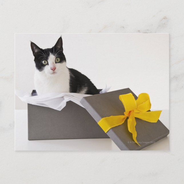 Studio-bild av svart och vit katt i presentlåda vykort (Framsida)