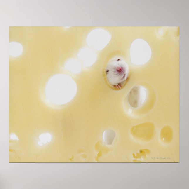 Studio-bild av vit mus tittar genom hål poster (Framsidan)