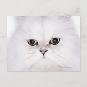 Studio-bild av vit persisk katt vykort