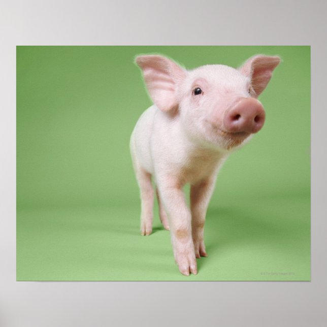 Studio har klippts ut från en grillstång poster (Framsidan)