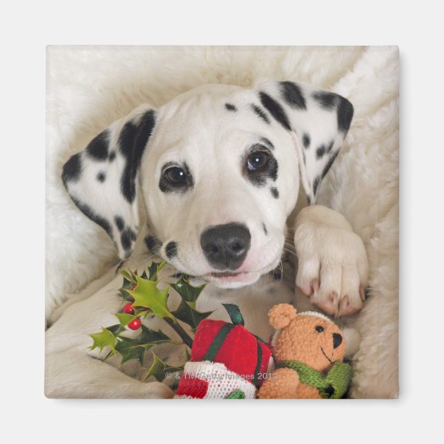 studio magnet (Framsidan)