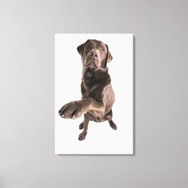 Studio porträtt av Chocolate Labrador Canvastryck (Framsida)