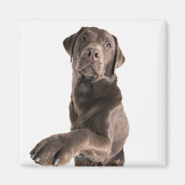 Studio porträtt av Chocolate Labrador Magnet