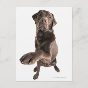 Studio porträtt av Chocolate Labrador Vykort