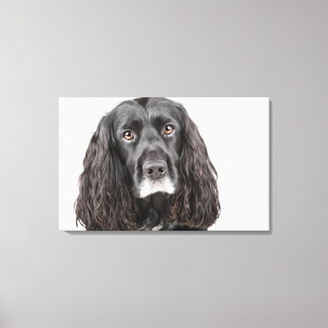 Studio porträtt av cocker spaniel canvastryck (Framsida)