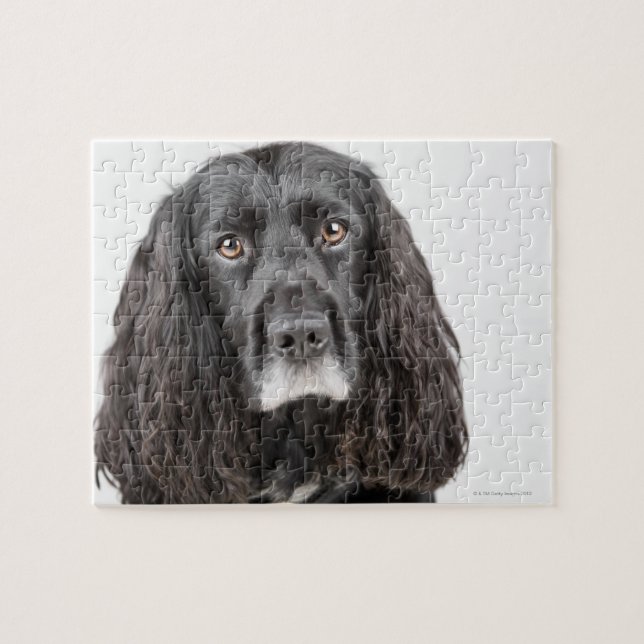 Studio porträtt av cocker spaniel pussel (Horisontell)