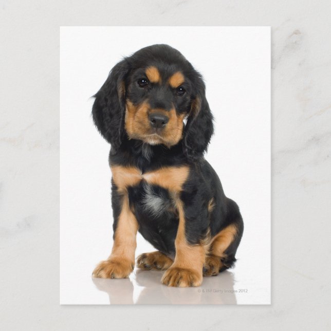 Studio porträtt av Rottweiler puppy Vykort (Framsida)