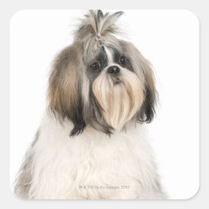 Studio porträtt av Shih Tzu Fyrkantigt Klistermärke