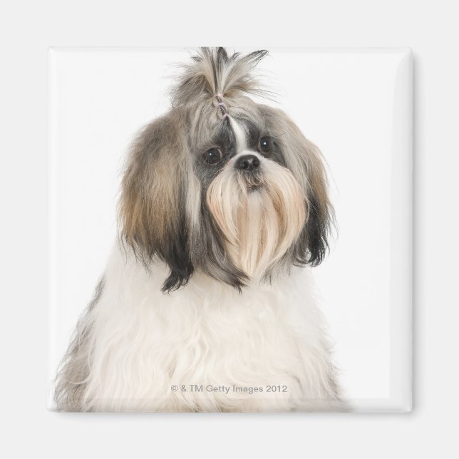 Studio porträtt av Shih Tzu Magnet (Framsidan)