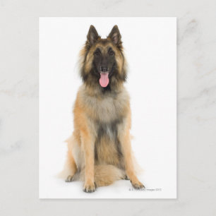 Studio porträtt i Belgiska shepherd hund Vykort