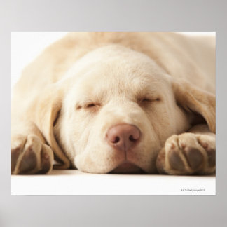 Studio porträtt i Gult Labrador Retriever Poster