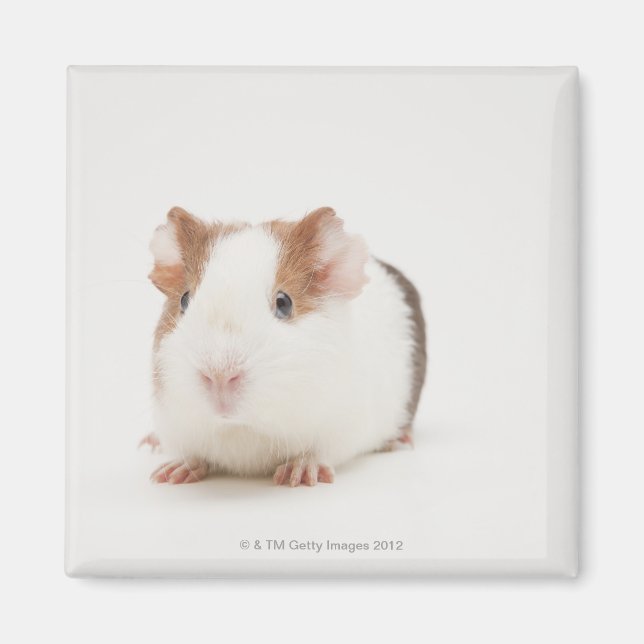 Studio shot Guinea Gris Magnet (Framsidan)