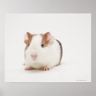 Studio shot Guinea Gris Poster