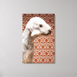 Studio shot of Bedlington Terrier Canvastryck
